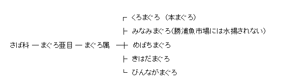 まぐろの種類