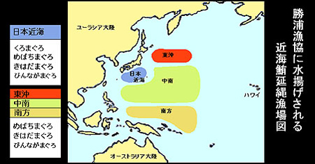 まぐろ分布図